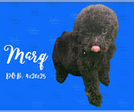 Small #1 Portuguese Water Dog