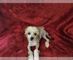 Small Photo #7 Chinese Crested Puppy For Sale in LAKELAND, FL, USA