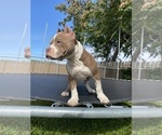 Small Photo #1 American Bully Puppy For Sale in MONROE, MI, USA