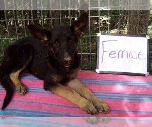 German Shepherd Dog Puppy for Sale in LOGAN, Ohio USA