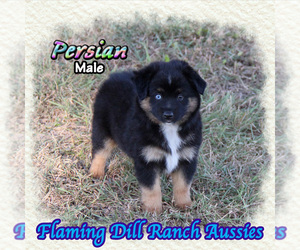 Miniature Australian Shepherd Puppy for sale in FORESTBURG, TX, USA
