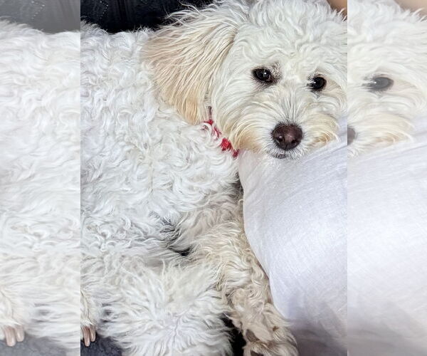 Medium Photo #5 Poochon Puppy For Sale in Spring, TX, USA