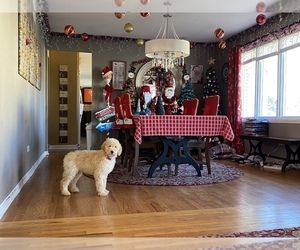 Goldendoodle Puppy for sale in PALOS HEIGHTS, IL, USA
