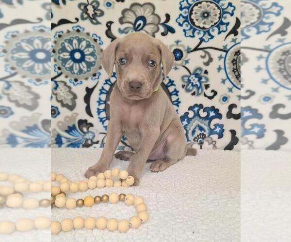 Medium Photo #2 Weimaraner Puppy For Sale in LEWISBURG, KY, USA