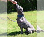 Small #2 American Pit Bull Terrier