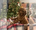 Puppy 10 Irish Doodle-Poodle (Standard) Mix