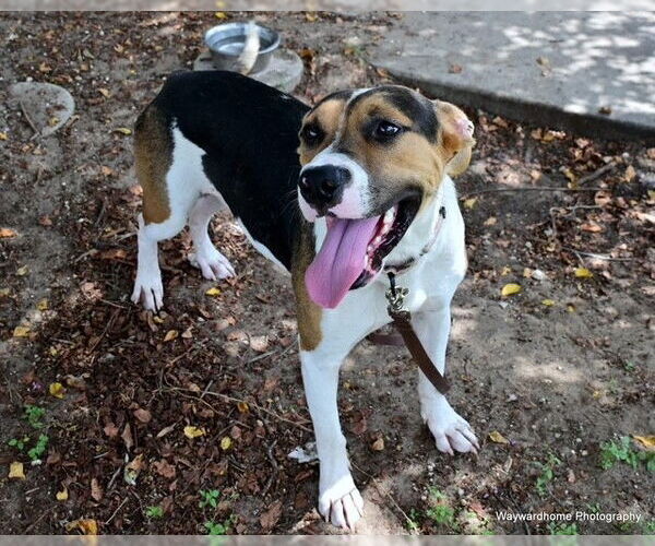 Medium Photo #2 American Pit Bull Terrier-Unknown Mix Puppy For Sale in Ocala, FL, USA