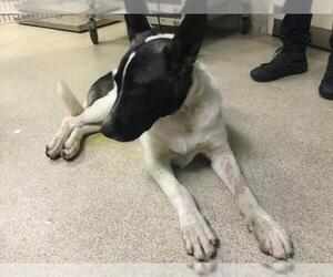 German Shepherd Dog Dogs for adoption in Riverside, CA, USA