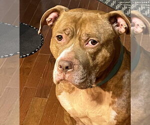 Coco Ross - Male Staffordshire Bull Terrier-Unknown Mix Dog for Adoption - Photo #8