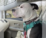 Small #13 American Pit Bull Terrier Mix