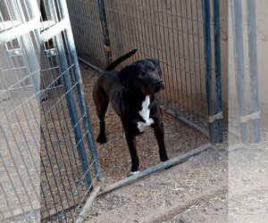 American Staffordshire Terrier Dogs for adoption in Golden Valley, AZ, USA
