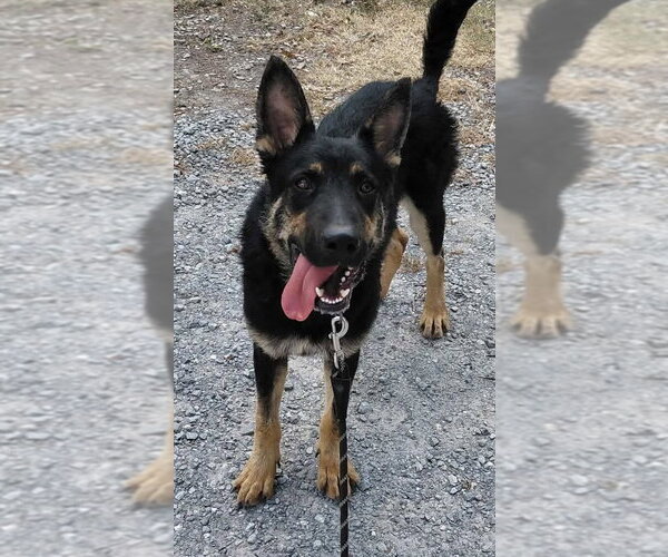 Medium Photo #5 German Shepherd Dog Puppy For Sale in Rustburg, VA, USA