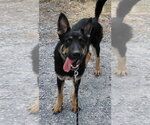 Small Photo #5 German Shepherd Dog Puppy For Sale in Rustburg, VA, USA