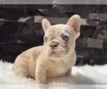 Small #1 French Bulldog