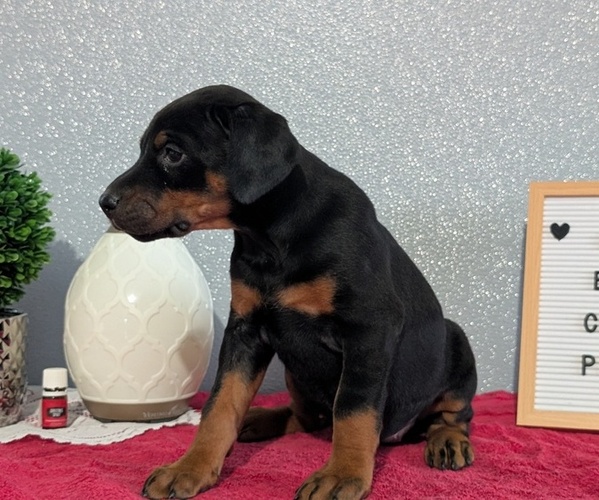 Medium Photo #7 Doberman Pinscher Puppy For Sale in GOSHEN, IN, USA