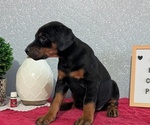 Small #6 Doberman Pinscher