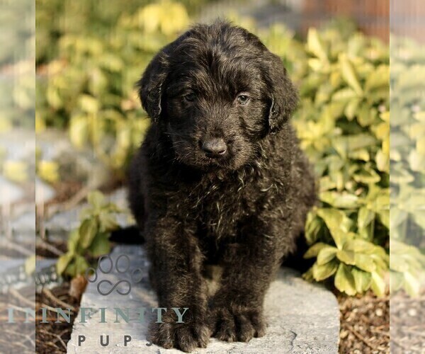 Medium Photo #1 Labradoodle Puppy For Sale in RONKS, PA, USA