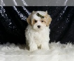 Small #1 Maltipoo (Miniature)