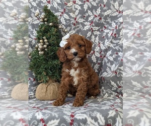 Cock-A-Poo Puppy for sale in NOTTINGHAM, PA, USA
