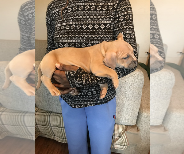Medium Photo #2 American Bully Puppy For Sale in BOONE, IA, USA