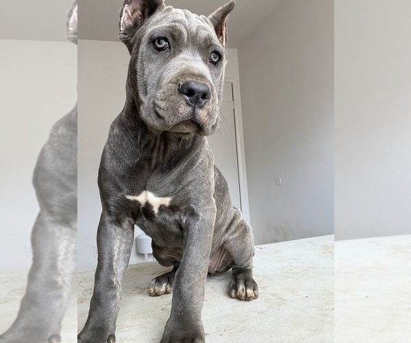 Medium Photo #5 Cane Corso Puppy For Sale in BEAUMONT, CA, USA