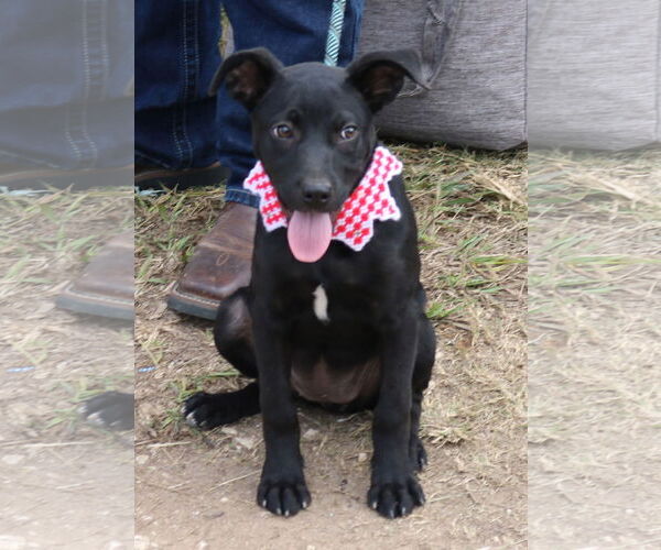Medium Photo #2 Collie-Labrador Retriever Mix Puppy For Sale in Bandera, TX, USA