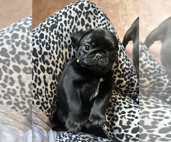 Medium Photo #3 Pug Puppy For Sale in BLOOMINGTON, IL, USA