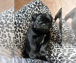 Small #2 Pug