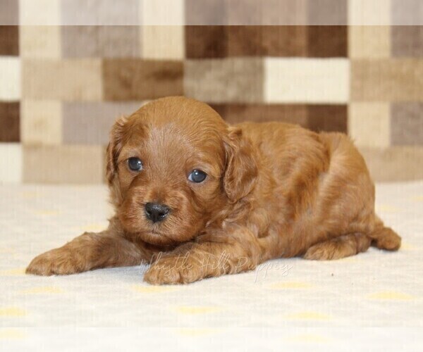 Medium Photo #2 Cavapoo (Miniature) Puppy For Sale in DENVER, PA, USA