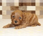 Small #1 Cavapoo (Miniature)