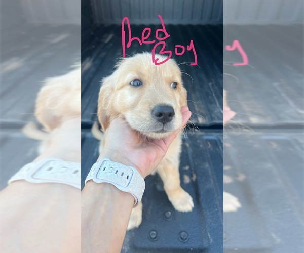 Medium Photo #8 Golden Retriever Puppy For Sale in BOILING SPGS, SC, USA