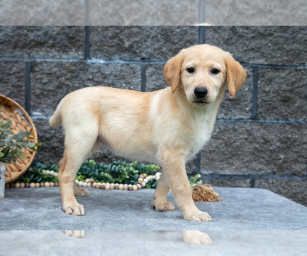 Medium Photo #3 Labrador Retriever Puppy For Sale in MILLERSBURG, OH, USA