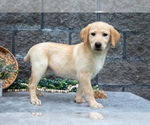 Small #2 Labrador Retriever