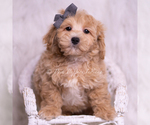 Small Photo #77 Maltipoo (Miniature) Puppy For Sale in WARSAW, IN, USA