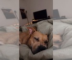 Small #1 American Pit Bull Terrier Mix