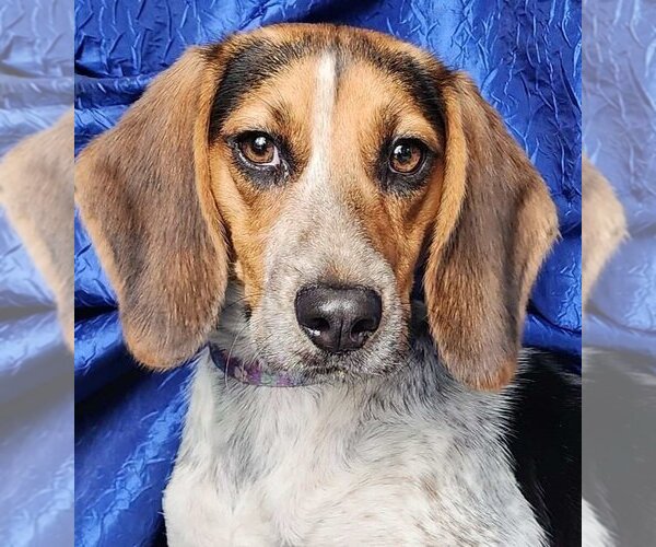 Medium Photo #1 Beagle Puppy For Sale in Cuba, NY, USA