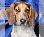 Small Photo #1 Beagle Puppy For Sale in Cuba, NY, USA