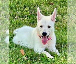 German Shepherd Dog Puppy for sale in CARDINGTON, OH, USA