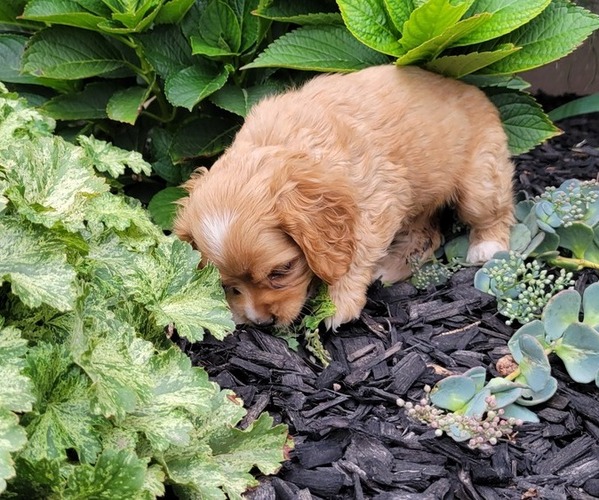Medium Photo #8 Cocker Spaniel Puppy For Sale in WITHEE, WI, USA