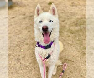 Siberian Husky Dogs for adoption in Aurora, CO, USA