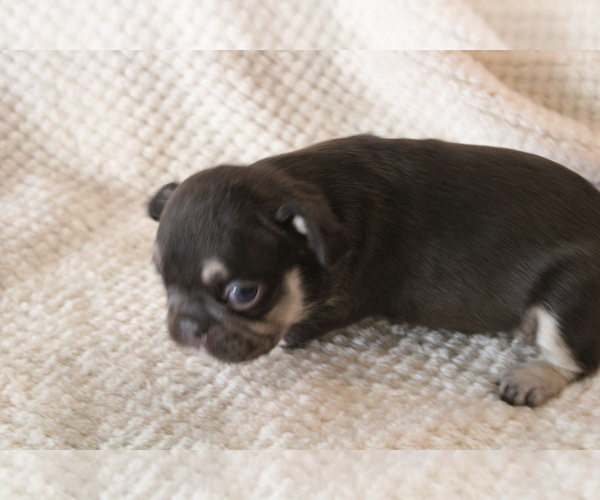 Medium Photo #30 French Bulldog Puppy For Sale in SPRING, TX, USA
