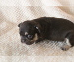 Small #29 French Bulldog