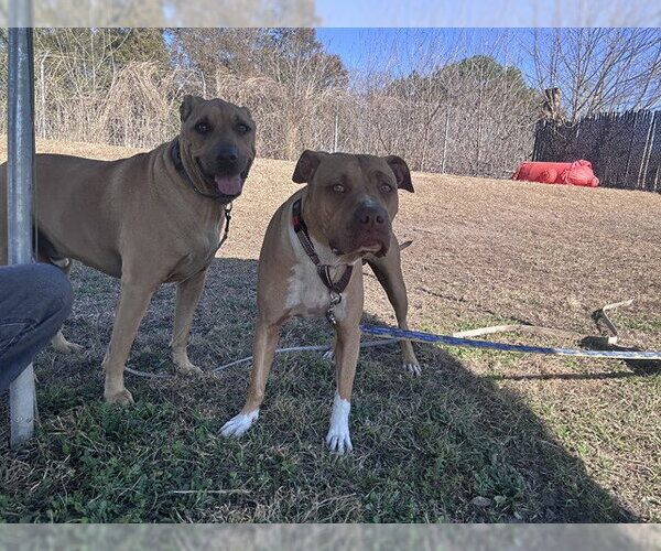 Medium Photo #1 American Staffordshire Terrier Puppy For Sale in Ocala, FL, USA