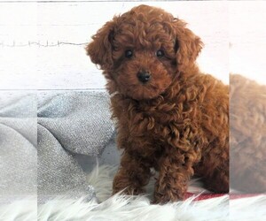 Poodle (Toy) Puppy for sale in HANCOCK, MN, USA