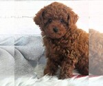 Image preview for Ad Listing. Nickname: Toy Poodle