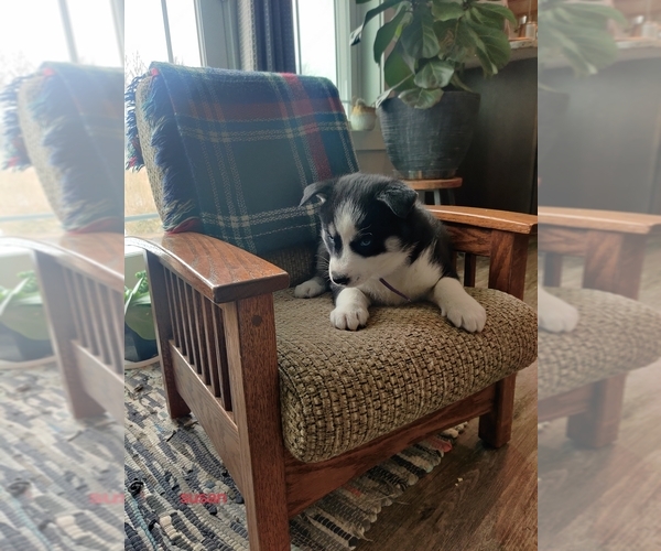 Medium Photo #8 Siberian Husky Puppy For Sale in AUBURN, NY, USA