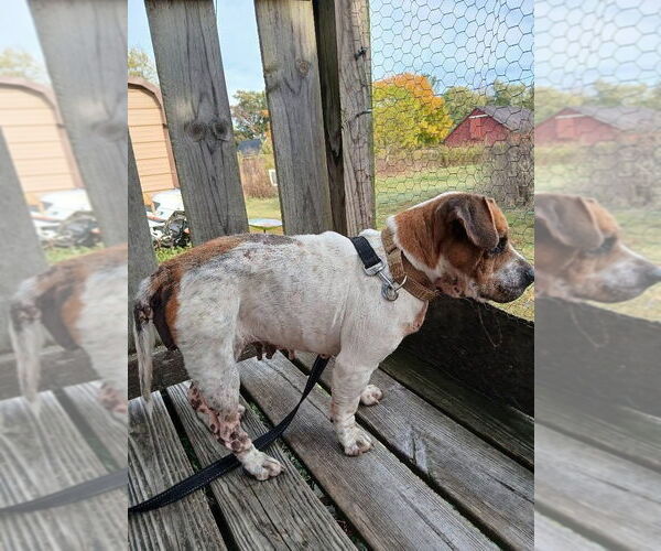 Medium Photo #3 Beabull Puppy For Sale in Brookville, OH, USA