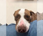 Small #13 American Staffordshire Terrier-Labrador Retriever Mix