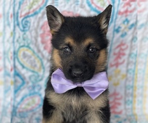 German Shepherd Dog Puppy for sale in LANCASTER, PA, USA