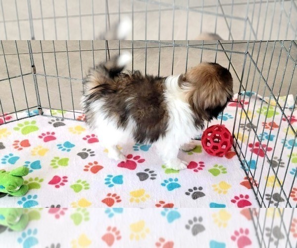 Medium Photo #8 Japanese Chin Puppy For Sale in ORO VALLEY, AZ, USA